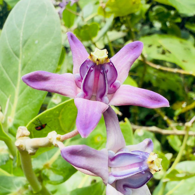 🌿 "Omoro Botanical Garden: A Hidden Jungle Oasis in Okinawa!