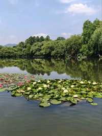 Three Pools Mirroring the Moon– West Lake’s Crown Jewel