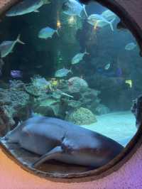 Meet the Shark at KLCC Aquaria