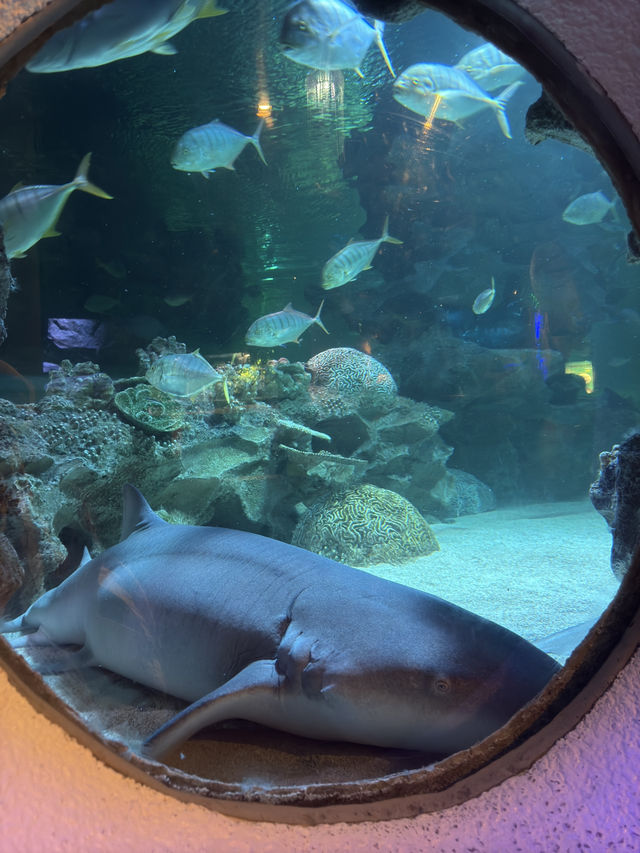 Meet the Shark at KLCC Aquaria