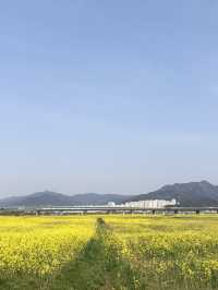 🌼 노란 봄바람 가득, 대저생태공원 유채꽃축제
