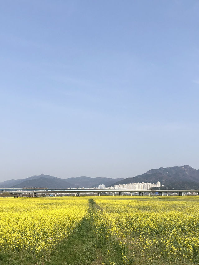 🌼 노란 봄바람 가득, 대저생태공원 유채꽃축제