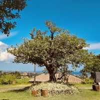 A Picturesque Garden & Orchard for Relaxed Strolls with Affordable Entry