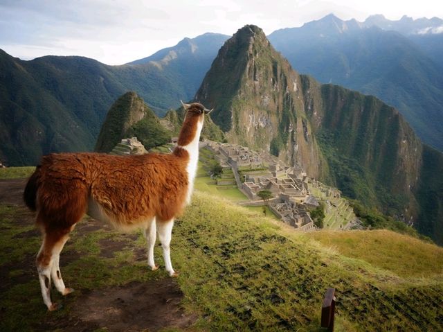 🇵🇪 잉카의 마추픽추, 감동 그자체!