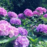 🌸横須賀・三笠公園の紫陽花撮影とグルメ散策