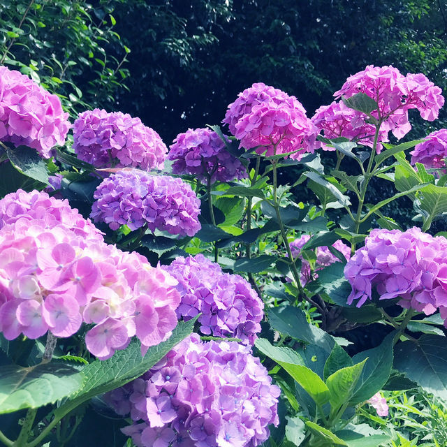 🌸横須賀・三笠公園の紫陽花撮影とグルメ散策