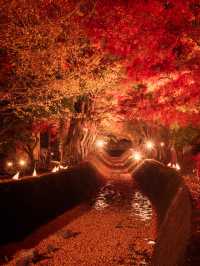 ชมใบเมเปิ้ลสีแดงสุดสวยที่อุโมงค์เมเปิ้ลคาวากุจิโกะ