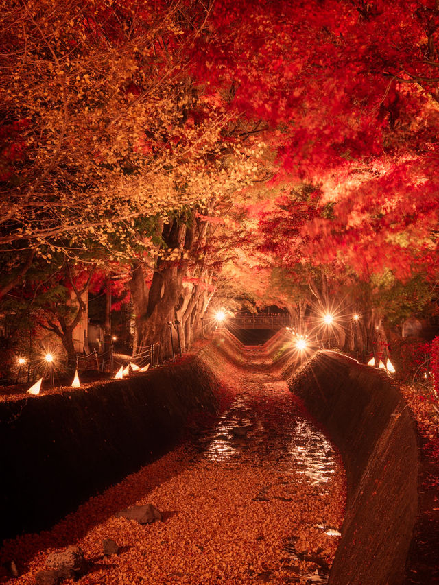 ชมใบเมเปิ้ลสีแดงสุดสวยที่อุโมงค์เมเปิ้ลคาวากุจิโกะ