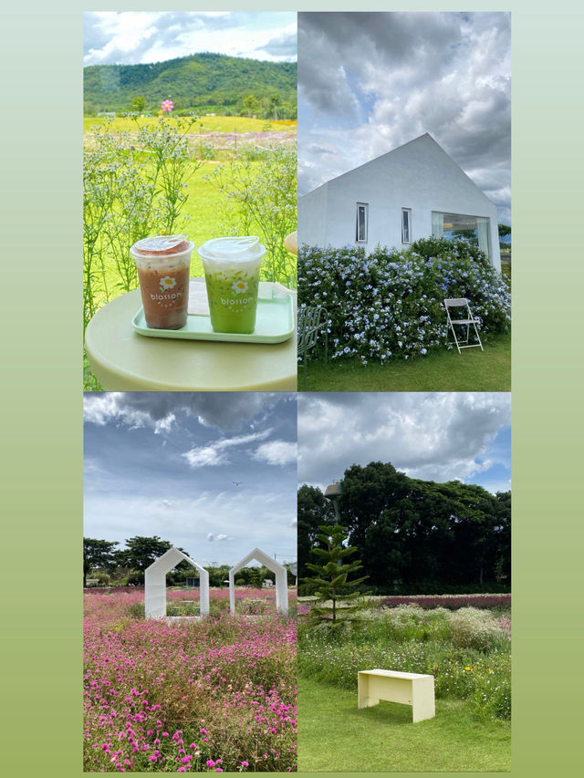 คาเฟ่ดอกไม้ที่เขาใหญ่ Blossom Bloom .