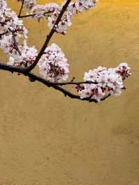 Dukezong Ancient Town – Blossom Beauty at 3,300m 🌸