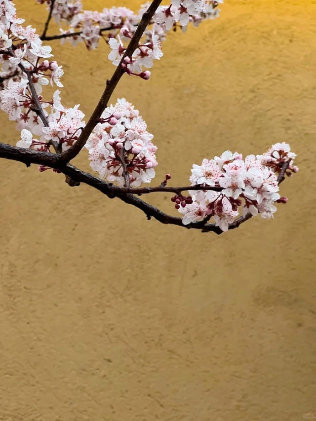 Dukezong Ancient Town – Blossom Beauty at 3,300m 🌸