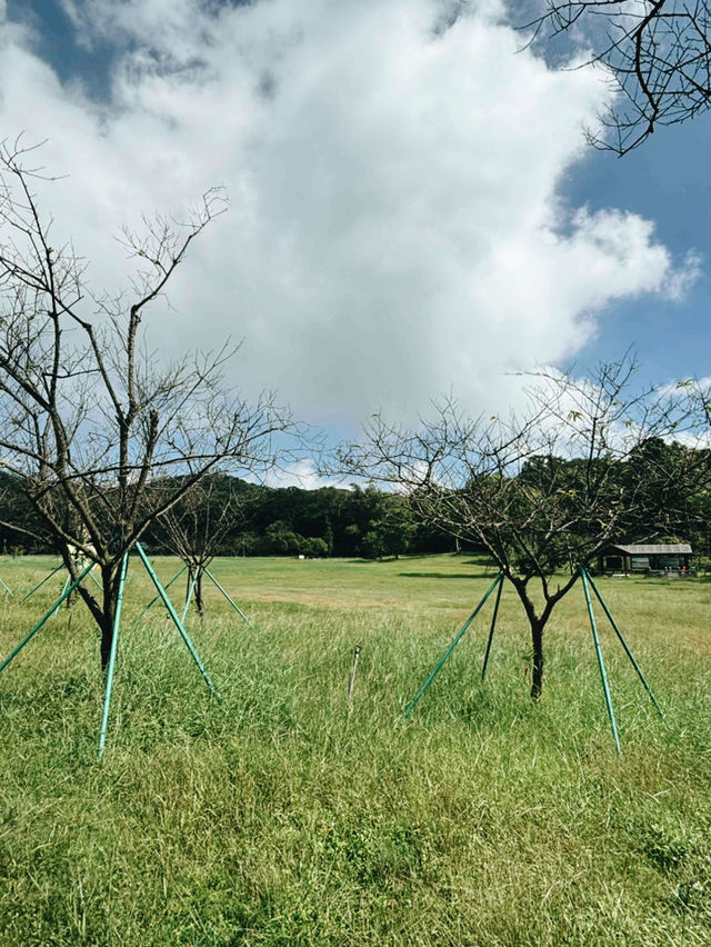 江門必去山林氧吧秘景 🌿 江門必去山林氧吧秘景 🌿