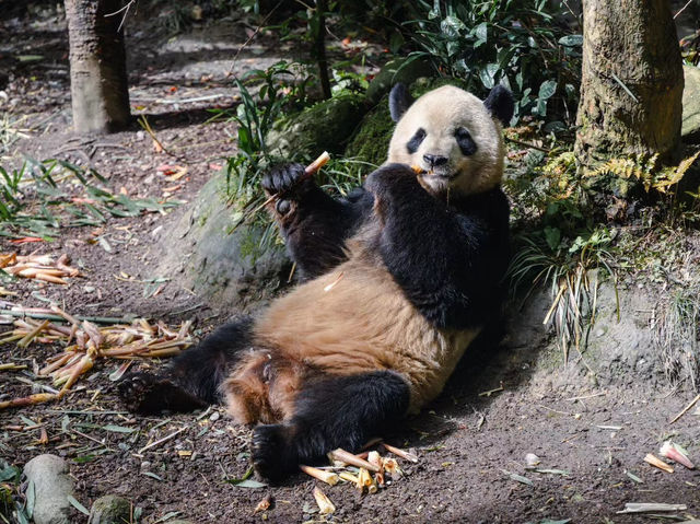 Panda Valley Bliss🐼  