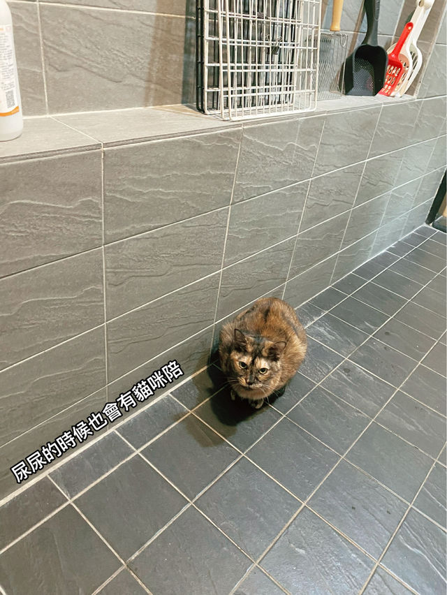 台北公館 貓食光 陪伴貓貓的新去處