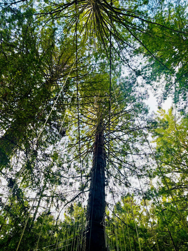 【新西蘭北島】紅木森林公園 RedWoods：大型天然氧吧