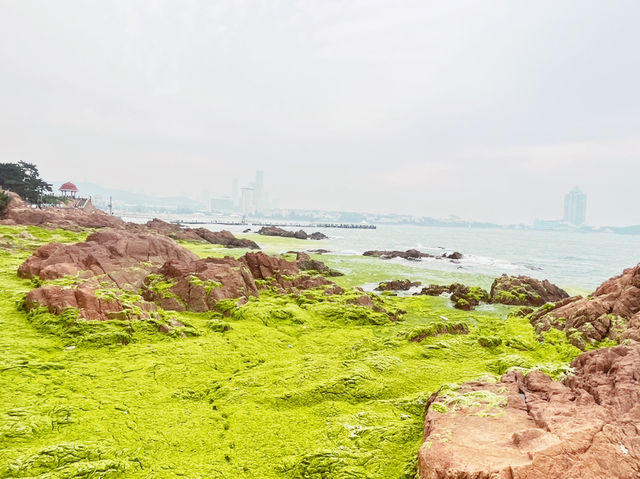 🌊 Qingdao's Emerald Invasion: When the Sea Turns into a Velvet Green Wonderland! 🌿