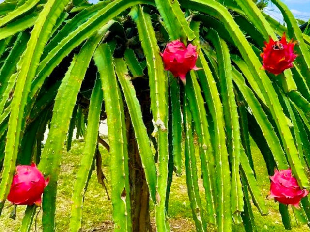 Sepang Itinerary | Dragon Fruit Farm & Beach Sunset Escape