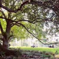 🌳 Albert Park, Auckland: Where Victorian Gardens Meet Urban Serenity! 🏙️
