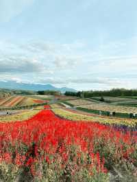 四季彩之丘係北海道美瑛町最夢幻嘅花海景點之一，春夏秋冬都靚到唔似真！🌸🌻❄️