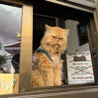 曼谷∣ 金山寺∣ 俯瞰全景的黃金聖山 