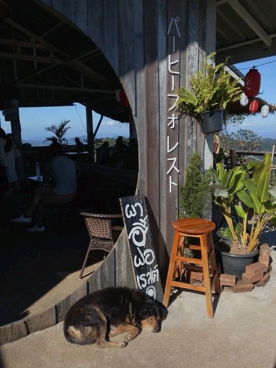 เติมป่าเติมดอยกับผาฮี้ที่เชียงราย