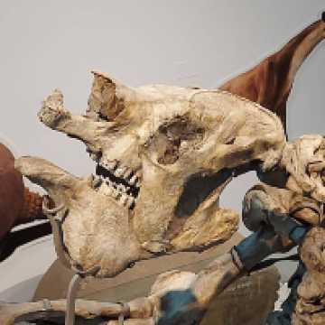 Natural Science Museum of Valencia – Exploring the Wonders of Life and Earth