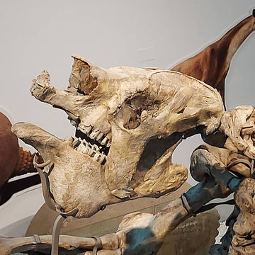 Natural Science Museum of Valencia – Exploring the Wonders of Life and Earth