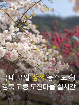 Ai아니에요🙅🏻‍♀️여기가 바로 무릉도원✨🌸
