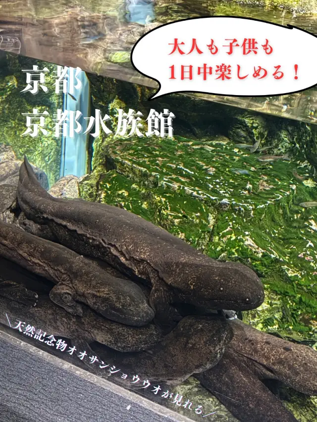 大人も子供1日中楽しめる!イルカショー🐬クラゲ🪼がいる京都水族館