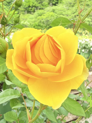 Roses so beautiful you thought you are in England! 