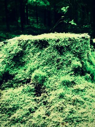 Ecuador Sangay Laguna Sardinas Cliff Mossy Cloud Forest