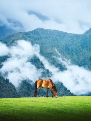 🌿 克什米爾的夏季生活

克什米爾的夏季景色迷人,綠意盎然的山谷、清涼的山間空氣、繁花似錦的花園和寧靜祥和的鄉村生活交相輝映。從五月到八月,氣候宜人,是體驗克什米爾山谷日常生活的最佳季節之一。

🏔️ 山間生活:帕哈爾加姆、索納馬格和古爾馬格週邊的村莊綠意盎然。高聳的山峰上依然可見皚皚白雪,而低窪的山谷則遍布野花和蔥鬱的草甸。

🌸 花園與果園:斯利那加的莫臥兒花園色彩繽紛,蘋果園、櫻桃園、杏園和核桃園也成為一道亮麗的風景線。

🛶 達爾湖畔生活:當地居民在達爾湖畔延續著傳統的生活方式-什卡拉船在水面上緩緩滑行,船屋熱情地迎接遊客,清晨的水上市場熱鬧非凡。

🥘 克什米爾美食:夏天是品嚐當地美食的絕佳時節,例如羅根喬什(Rogan Josh)、亞赫尼(Yakhni)、杜姆阿盧(Dum Aloo)、克什米爾抓飯(Kashmiri Pulao)以及著名的卡瓦茶(Kahwa)。

🌾 鄉村生活:在克什米爾鄉村,夏季意味著耕作、照料果園、放牧牲畜,以及與家人和鄰居在戶外共度夜晚。

✨ 感受:夏季的克什米爾沒有壯觀的雪景,取而代之的是綠意盎然的田園風光、新鮮的水果、悠閒的鄉村清晨、涼爽的夜晚以及寧靜祥和的喜馬拉雅生活方式。