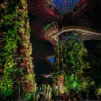Enchanting Nightscape: A Review 