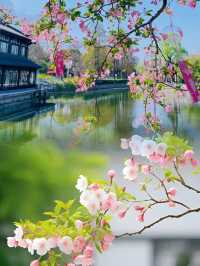 Nanjing Incredible site of Cherry Blossom 🌸