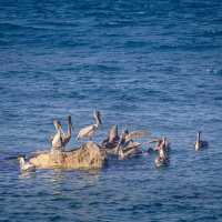 Birdwatching @ Dolphin Cove Ocho Rios