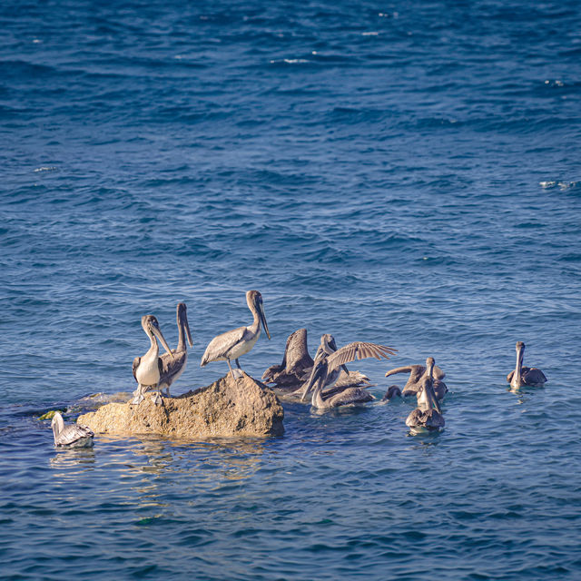 Birdwatching @ Dolphin Cove Ocho Rios
