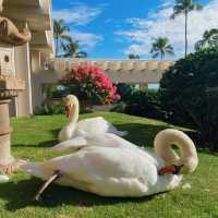 My curated list for Maui 