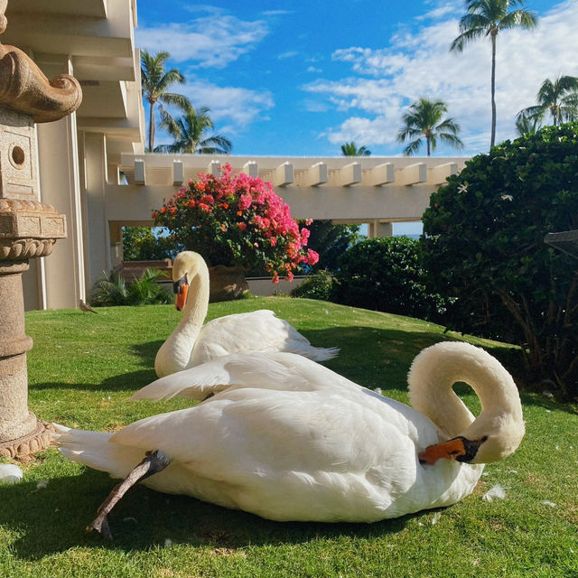 My curated list for Maui 