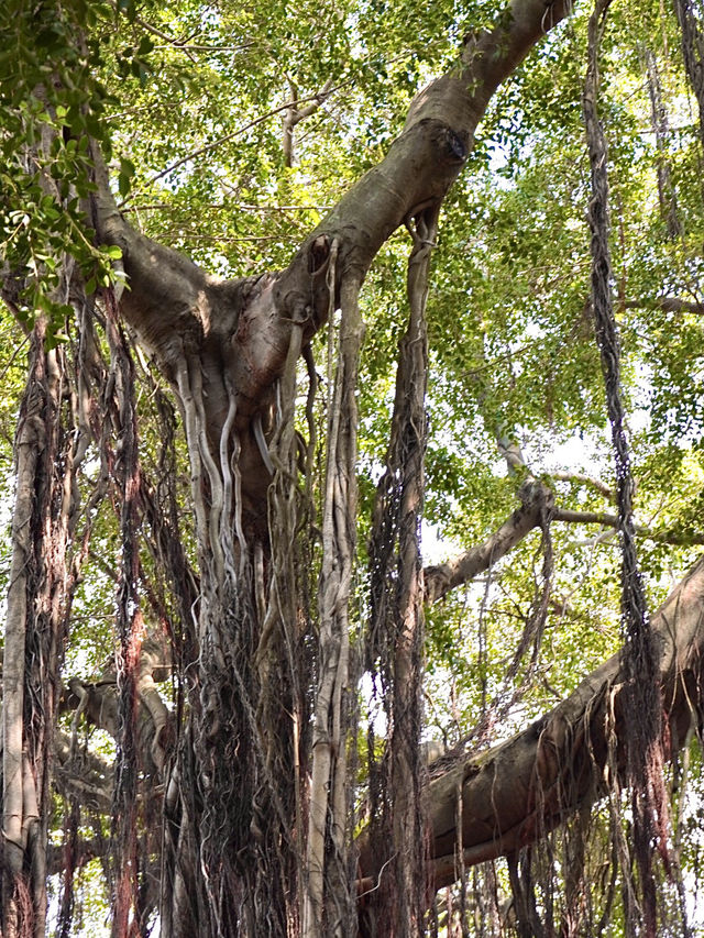 Gulangyu Island: A Quaint Oasis of Colonial Charm