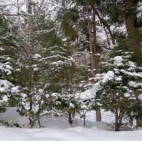 北海道神宮的美麗雪景