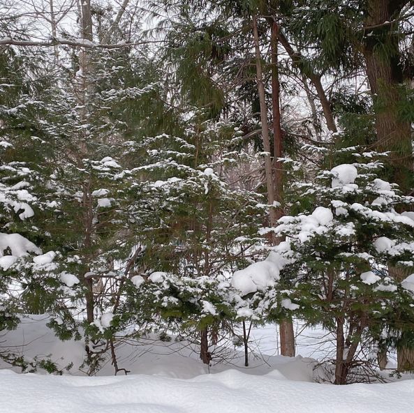 北海道神宮的美麗雪景