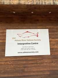 ชมวิถีชีวิตปลาแซลมอนว่านทวนน้ำ 