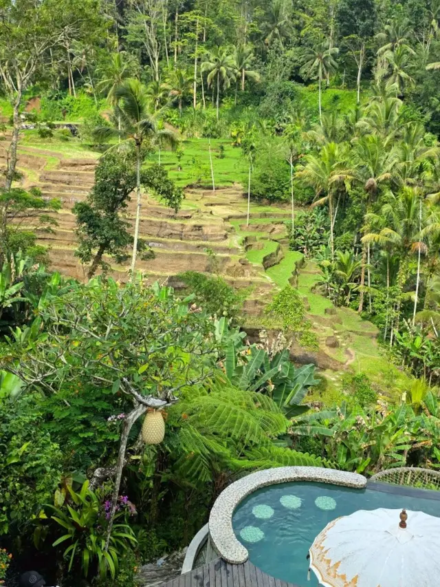 ​🌾 The Magic of Tegalalang Rice Terraces in Ubud