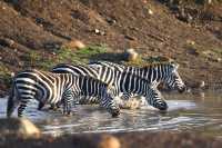 8 Days Classic Kenya Safari Experience 