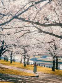 아카바네 사쿠라츠츠미 공원 🌸