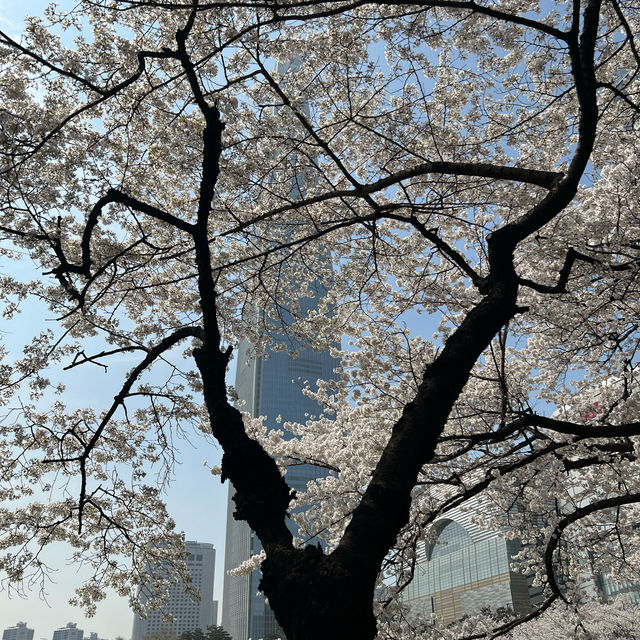 seokchon park’s cherry blossoms 