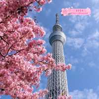 A Day of Cherry Blossoms in Tokyo
