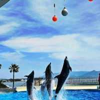 《海洋世界海之中道》🐠九州之海為主題的水族館🦈