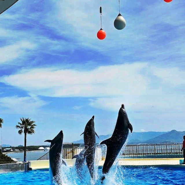 《海洋世界海之中道》🐠九州之海為主題的水族館🦈