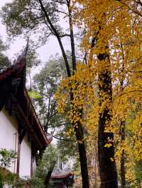 A Tranquil Escape: Exploring Wenshu Monastery in Chengdu 🍃